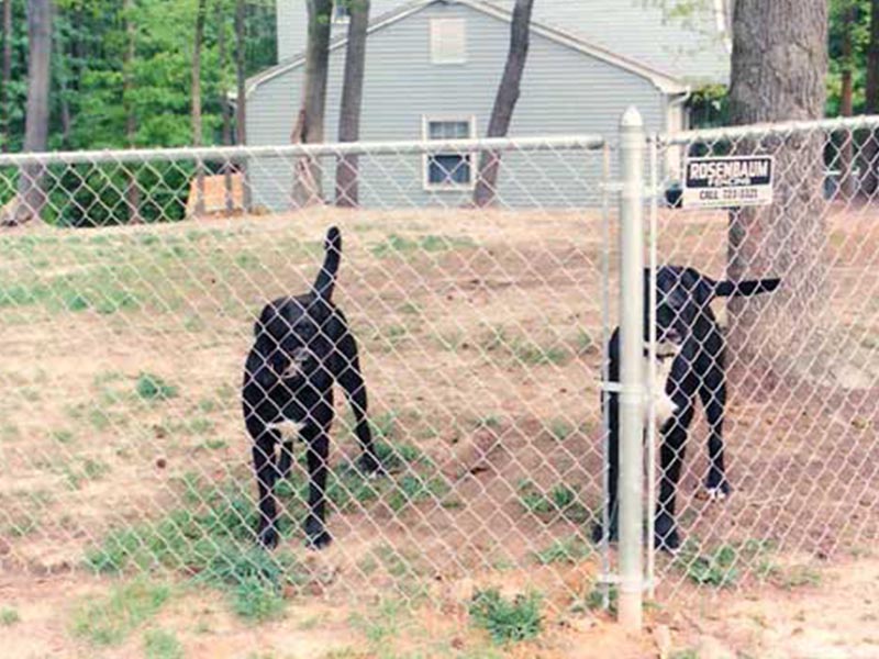 Chain Link Dog Fencing in Hampton Virginia