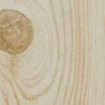 eastern white cedar